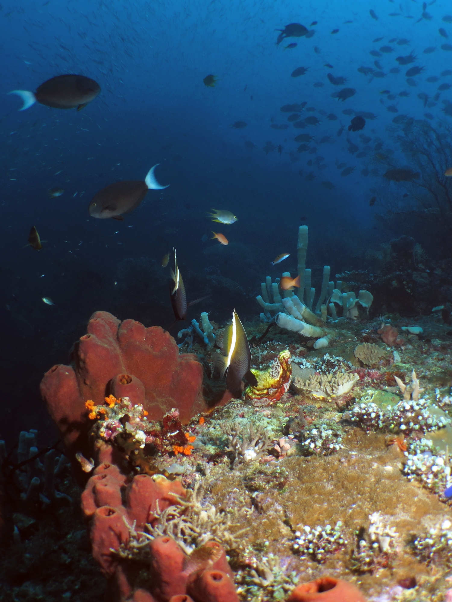 Theonella sp, Heniochus varius, Acanthurus thompsoni, Haliclona fascigera