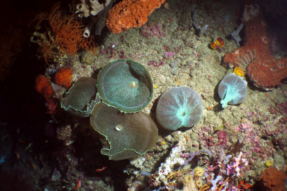 Amplexidiscus fenestrafer