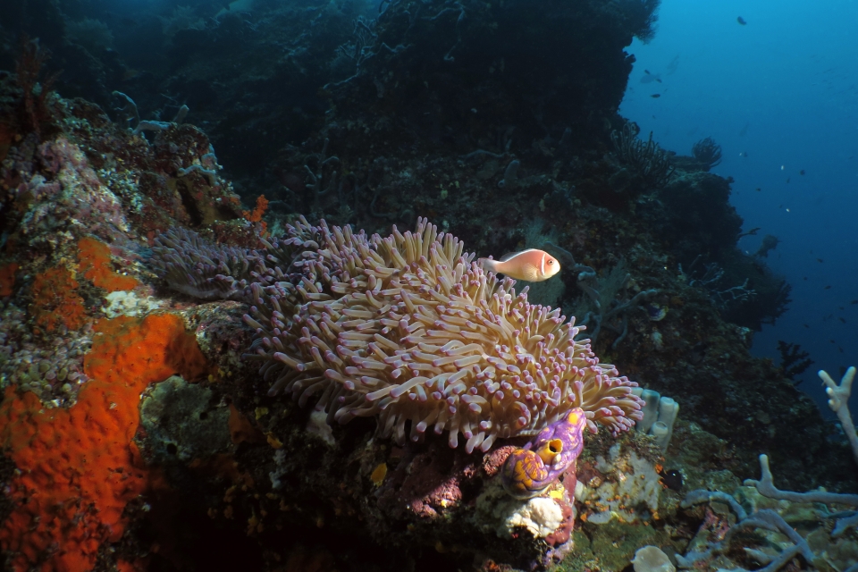 Amphiprion perideraion, Heteractis magnifica, Polycarpa aurata