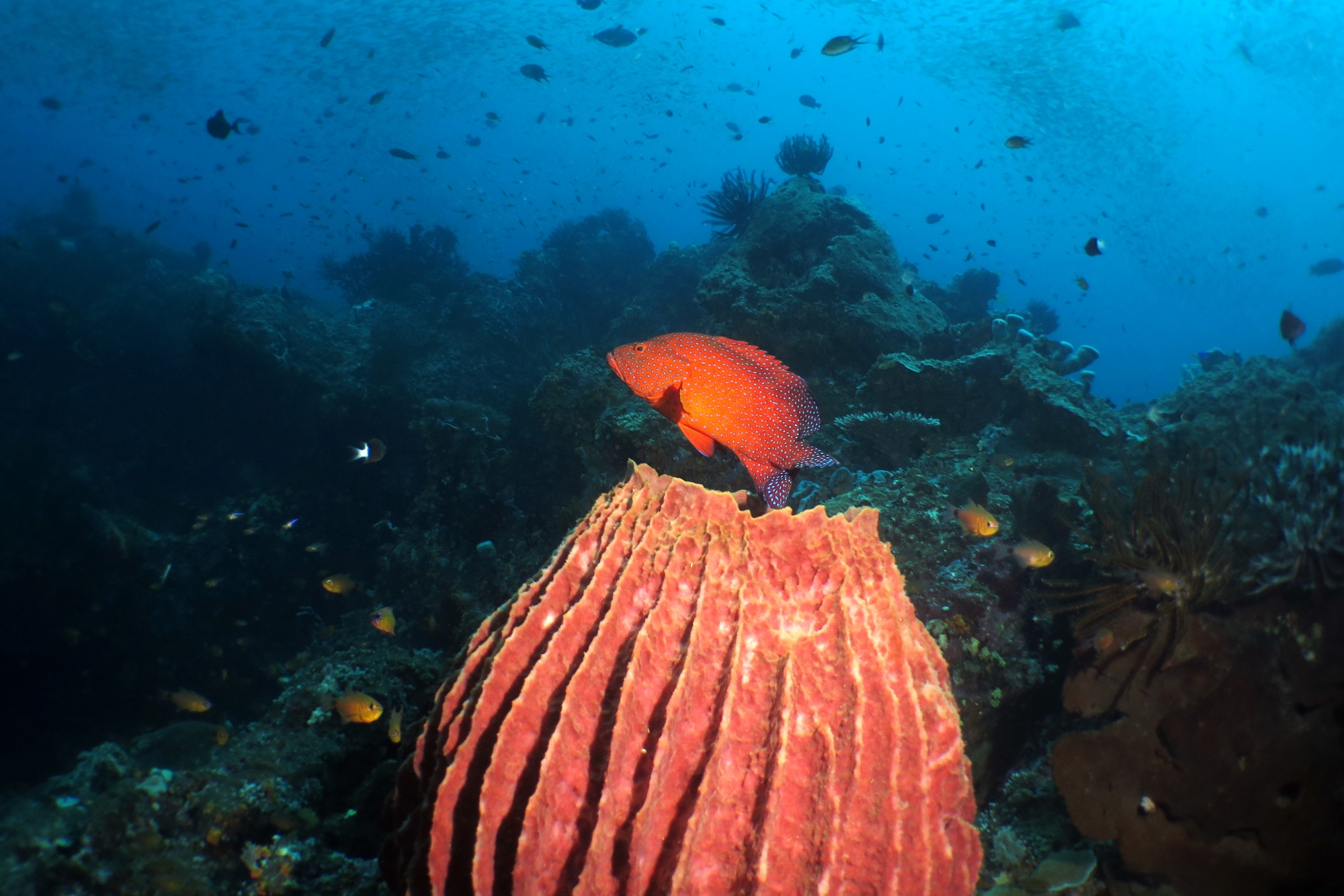 Cephalopholis miniata, Xestospongia testudinaria