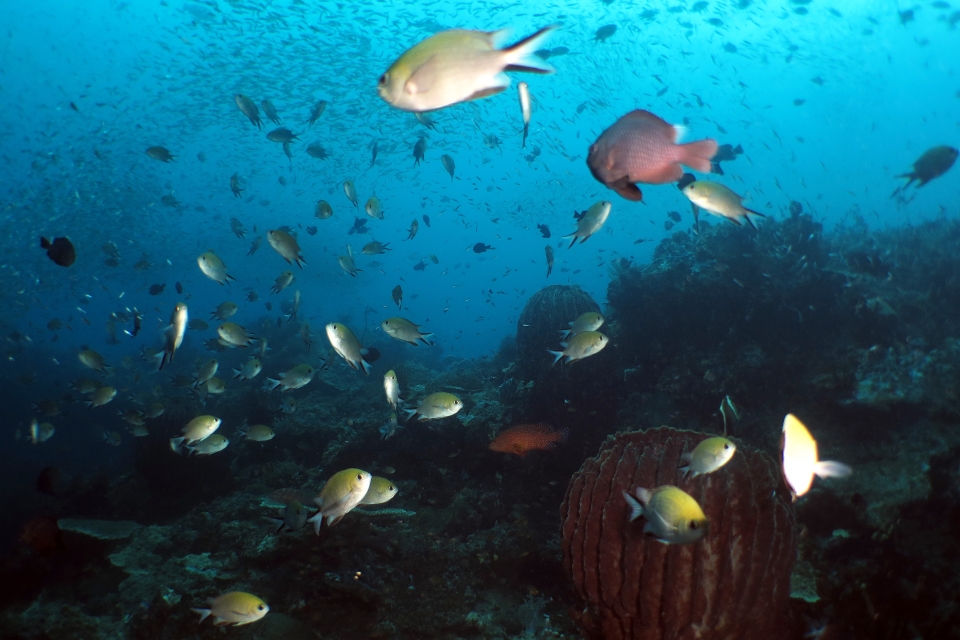 Chromis scotochiloptera