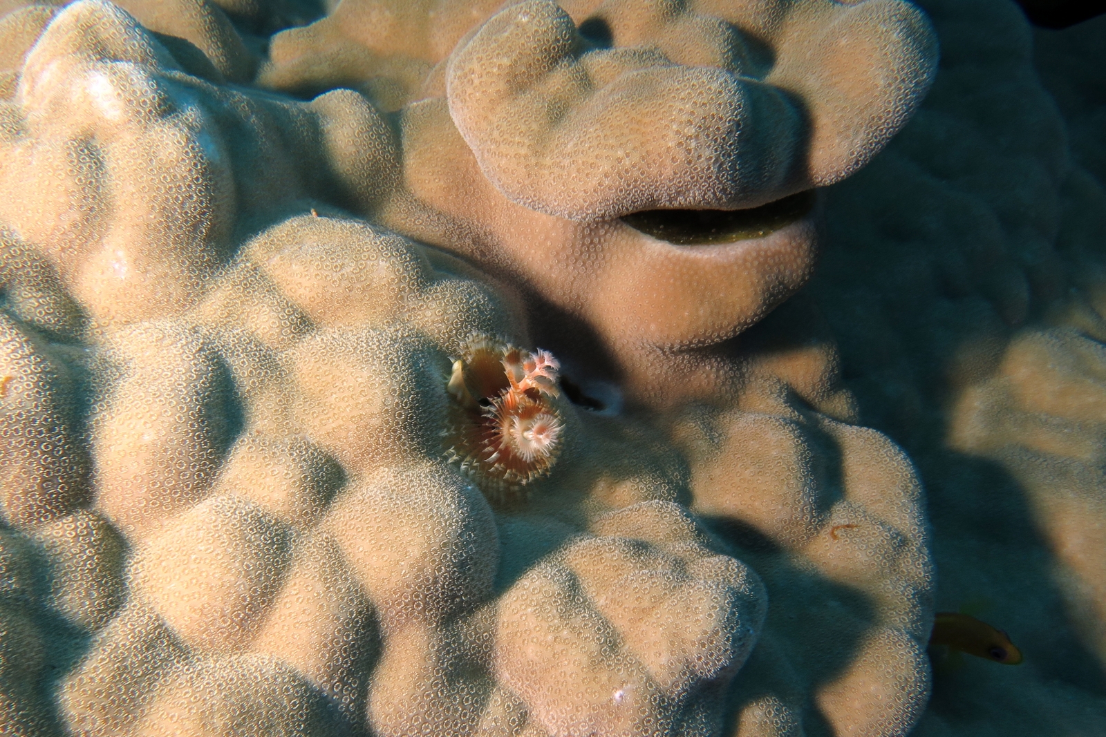 Spirobranchus giganteus