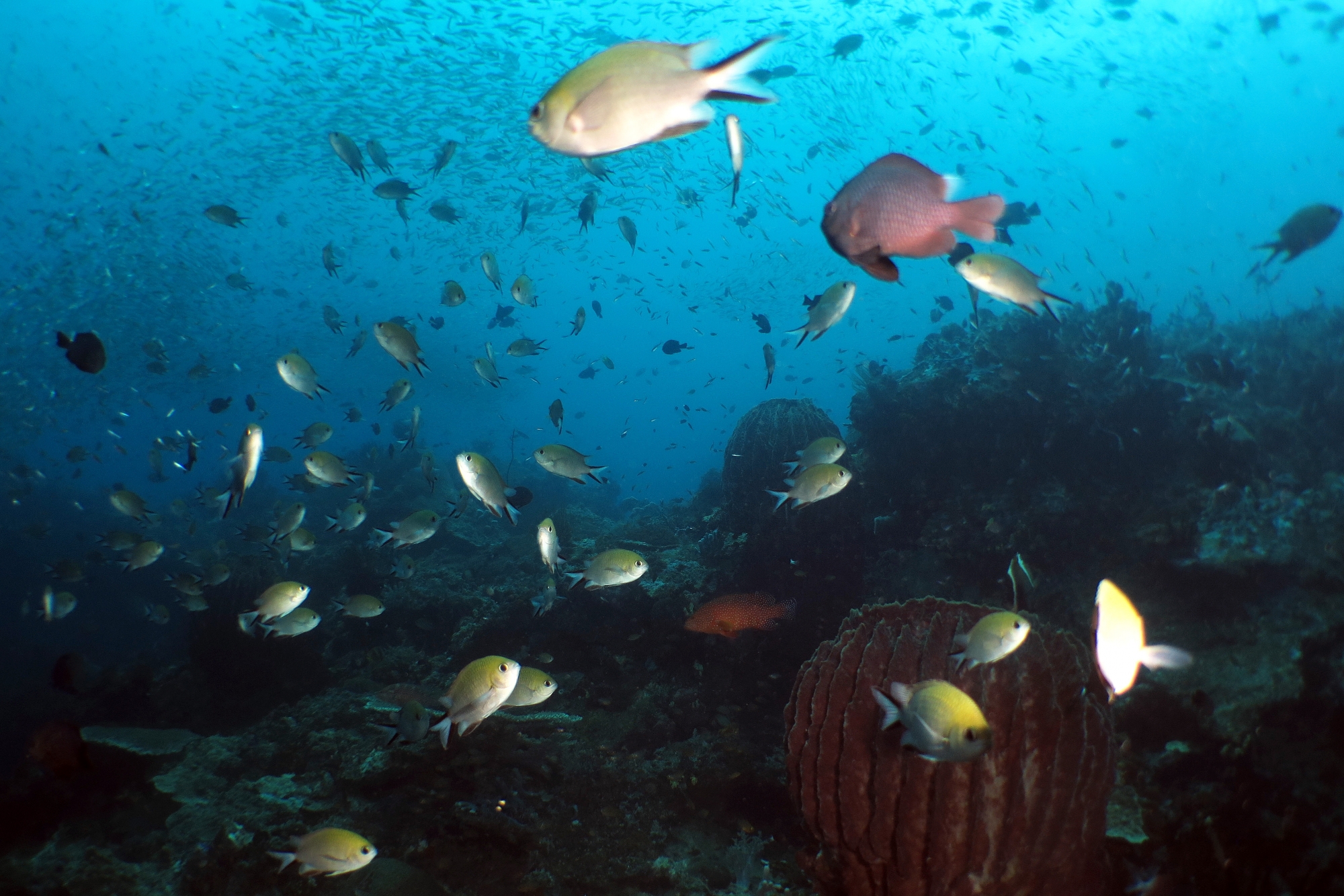 Chromis scotochiloptera