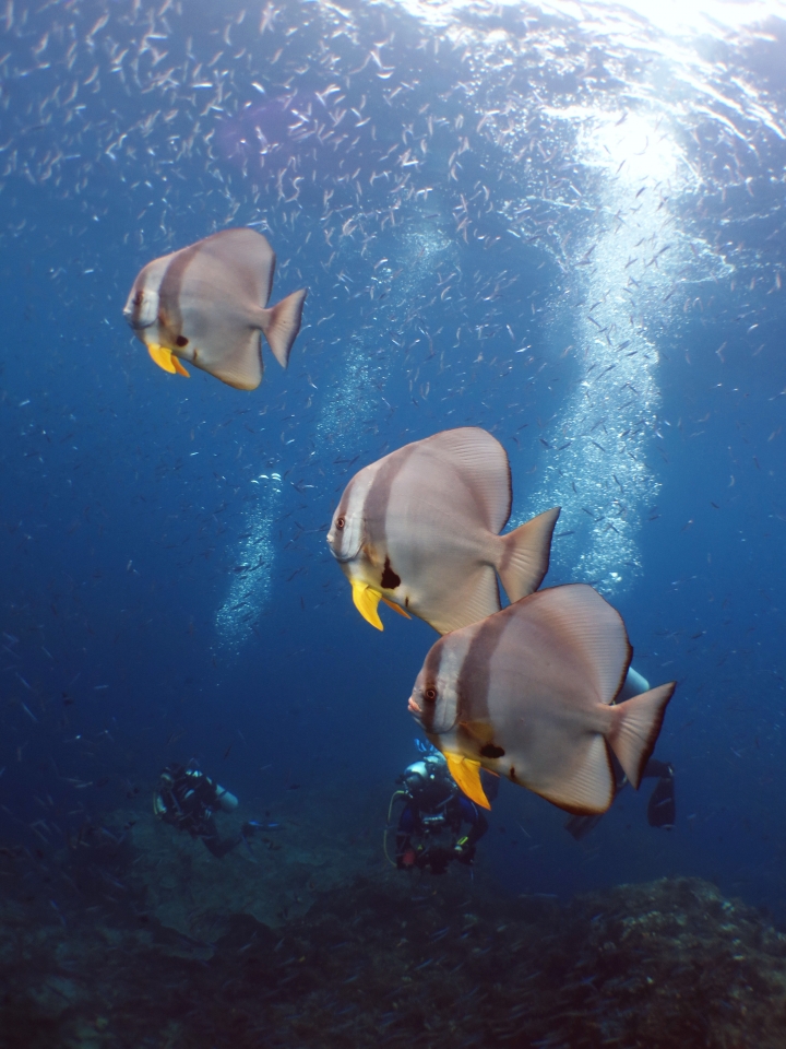 Platax teira