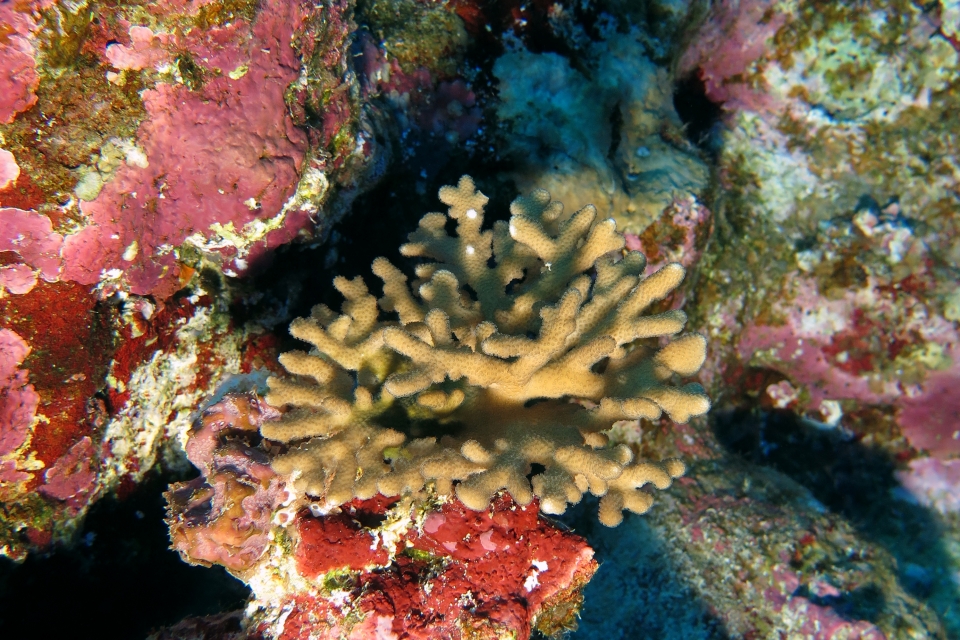 Pocillopora damicornis