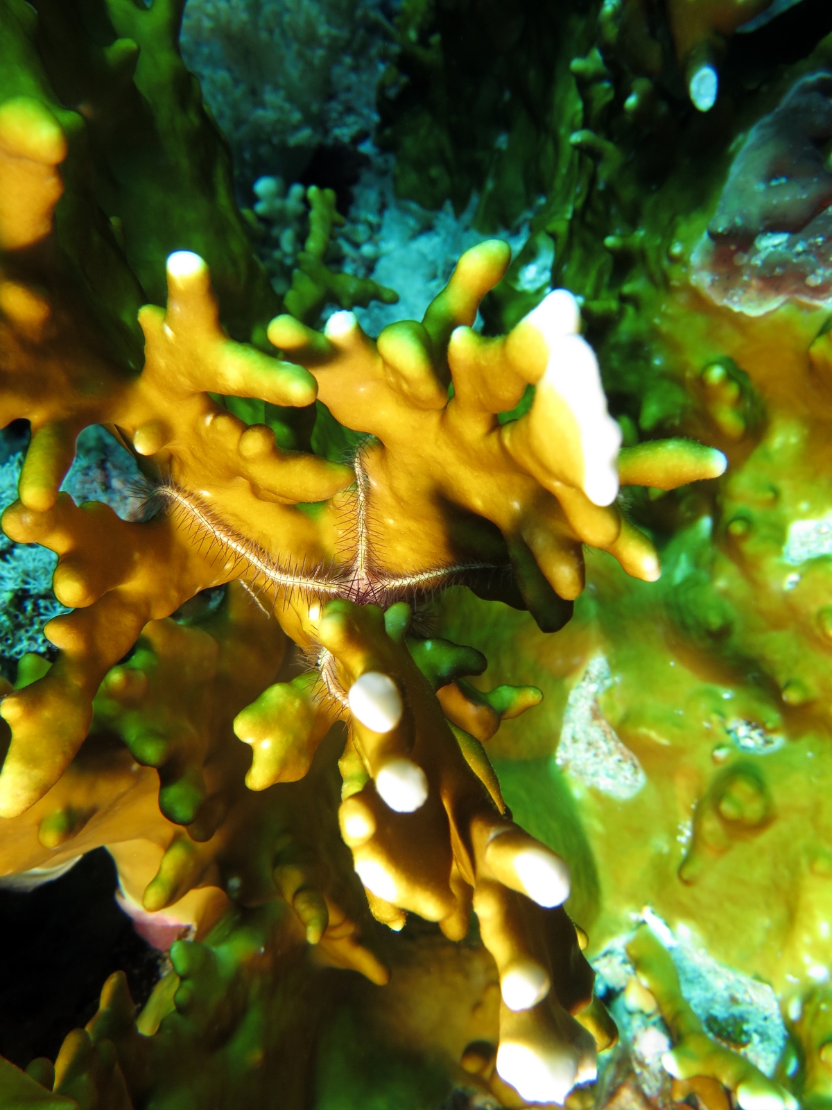 Ophiothrix savignyi, Millepora dichotoma