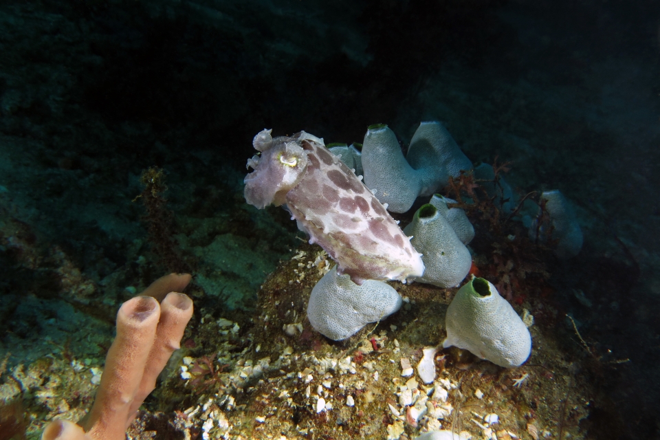 Sepia latimanus