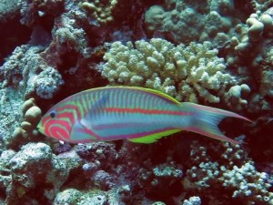 Thalassoma rueppellii