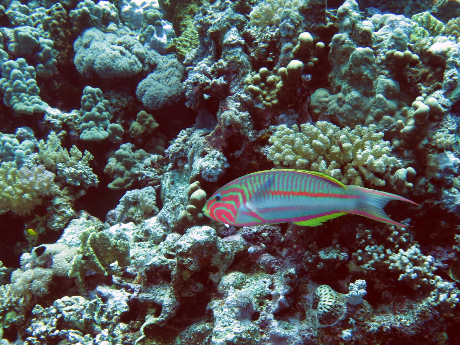 Thalassoma rueppellii