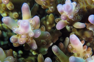 Acropora