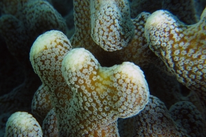 Porites compressa