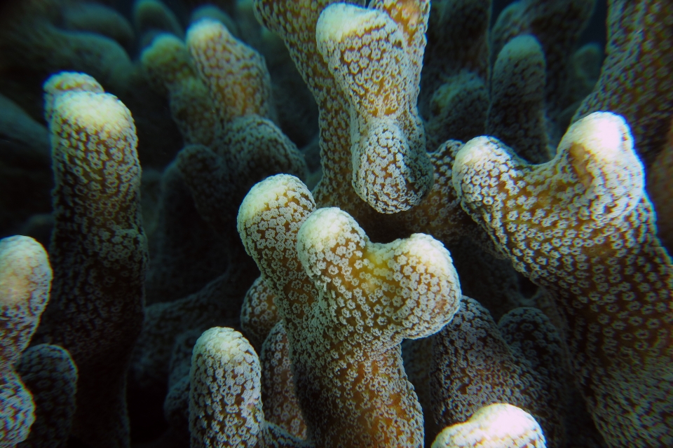 Porites compressa