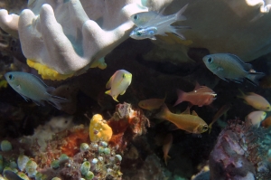 Pseudanthias huchtii, Chromis scotochiloptera, Ostorhinchus muuccensis, Neopomacentrus cyanomos