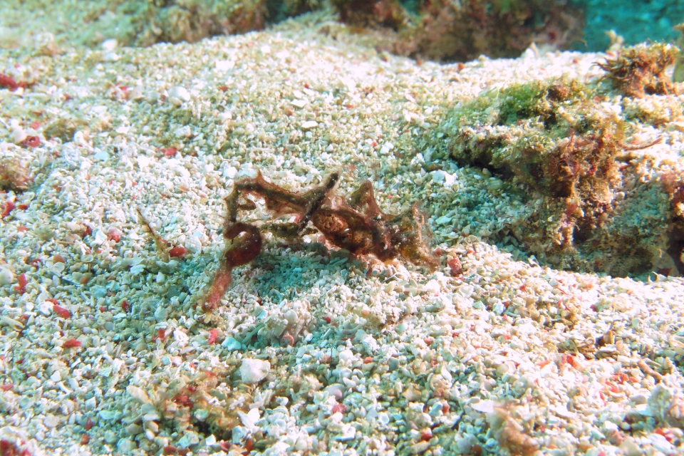 Acentronura Tentaculata