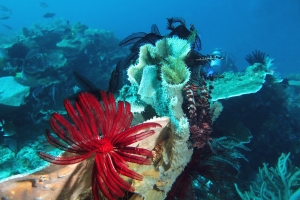 Himerometra robustipinna, Callyspongia aerizusa