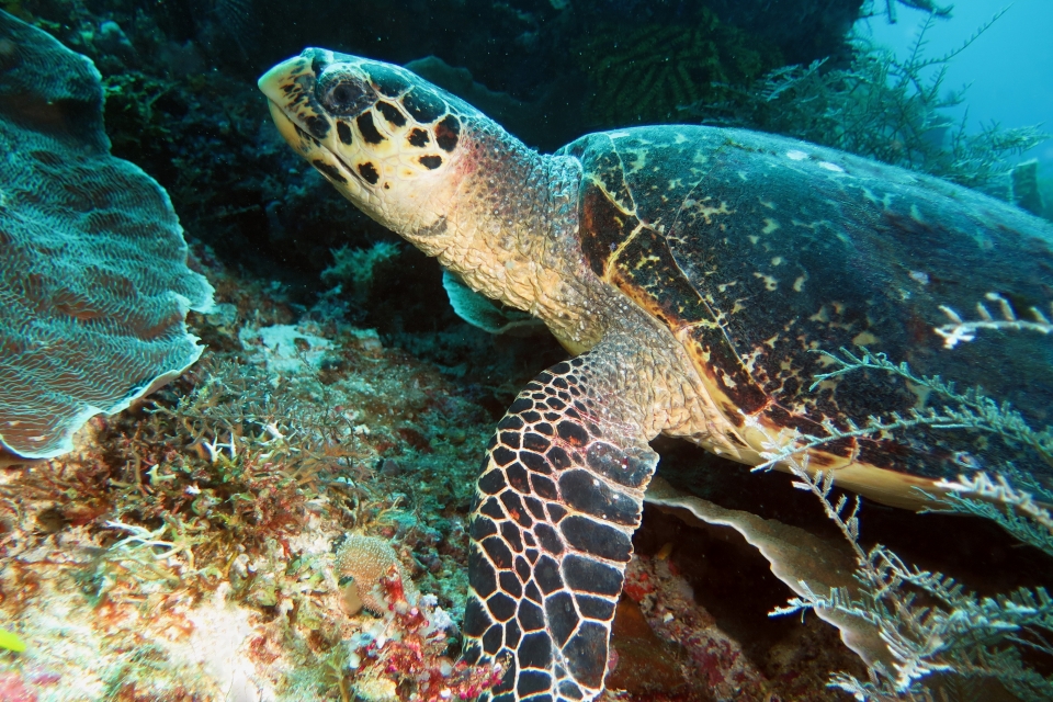 Eretmochelys imbricata