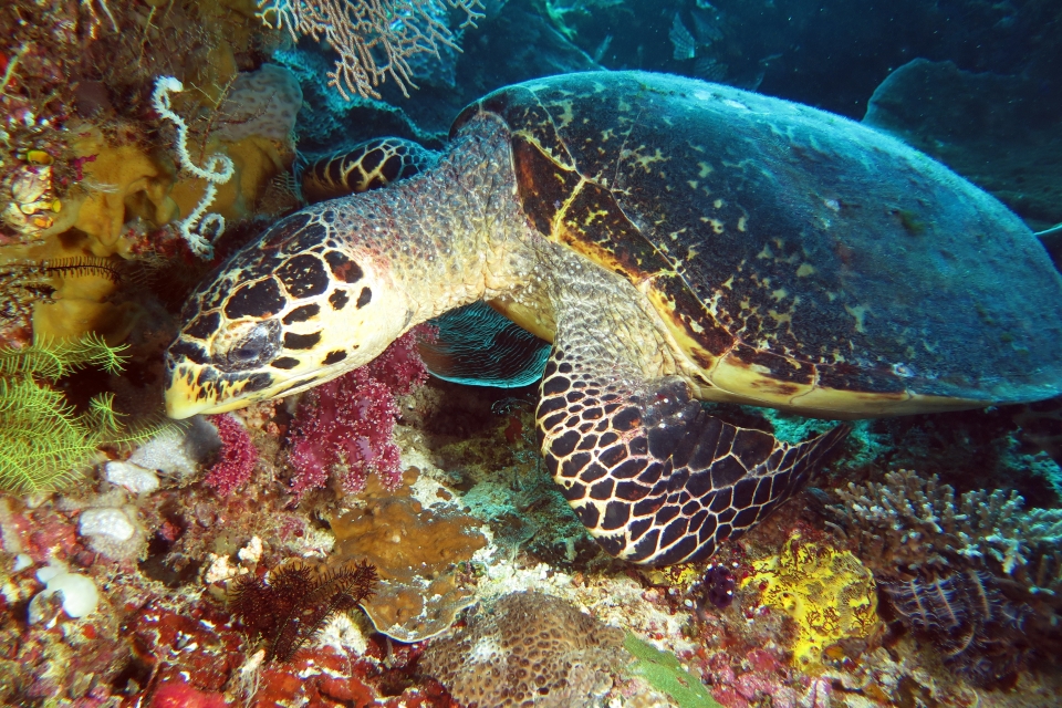 Eretmochelys imbricata