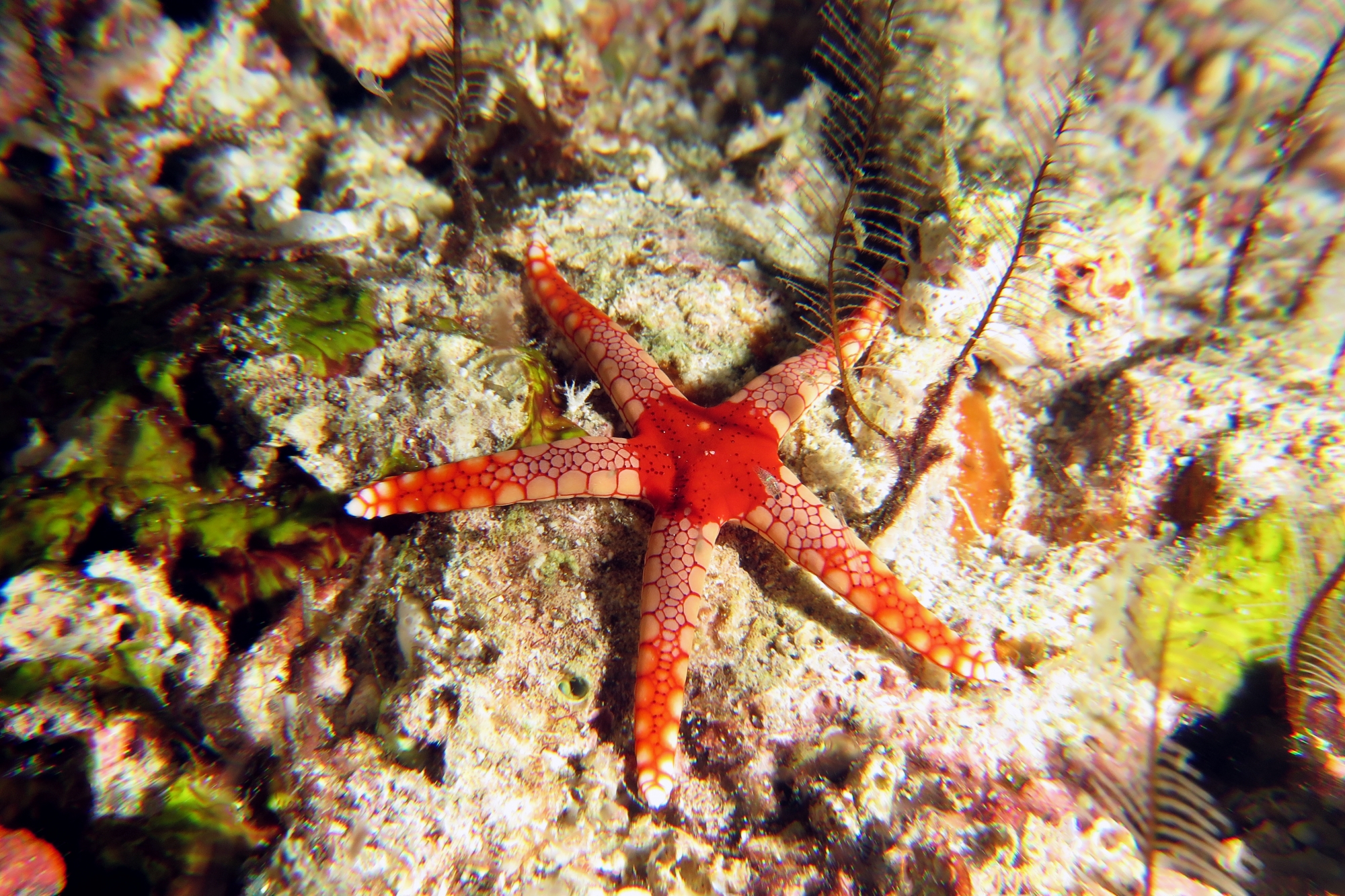 Fromia monilis ou Fromia heffernani