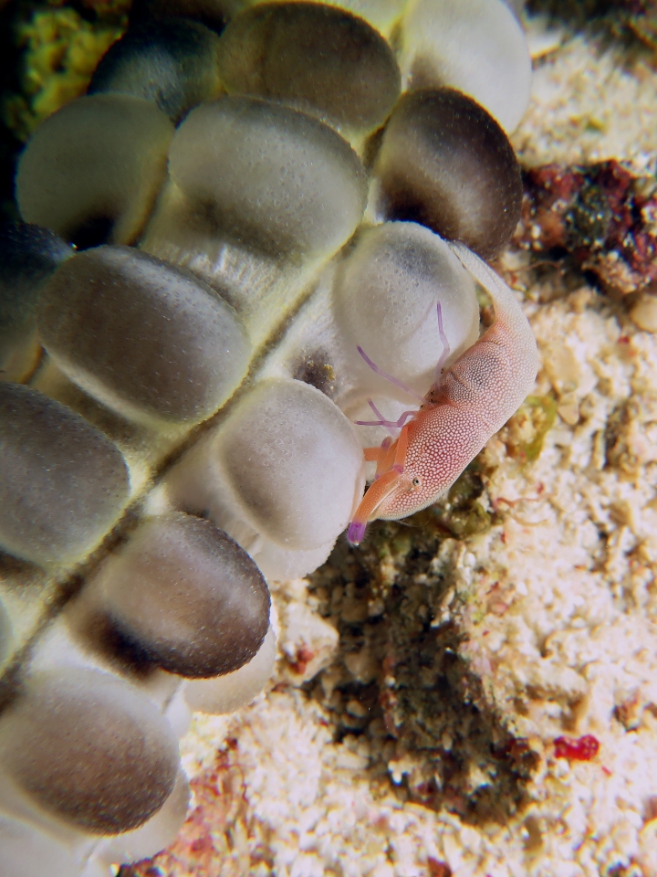 Zenopontonia rex, Euapta godeffroyi