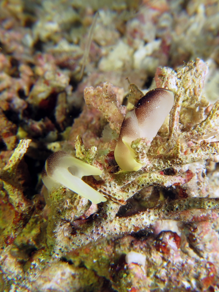 Chelidonura amoena