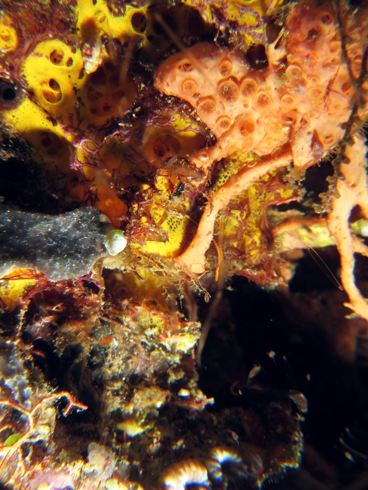 Naxioides taurus ou Hyastenus bispinosus