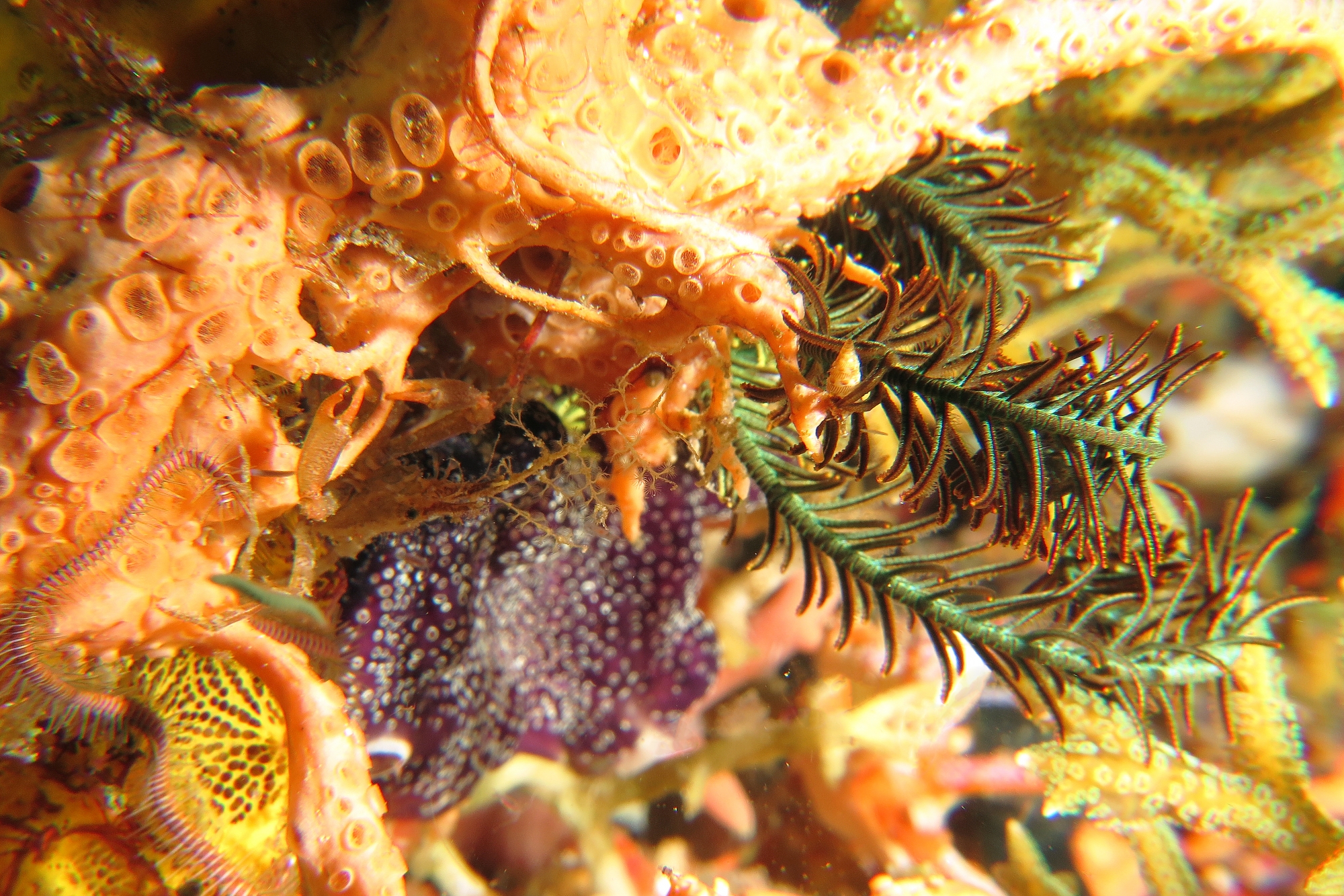 Naxioides taurus ou Hyastenus bispinosus