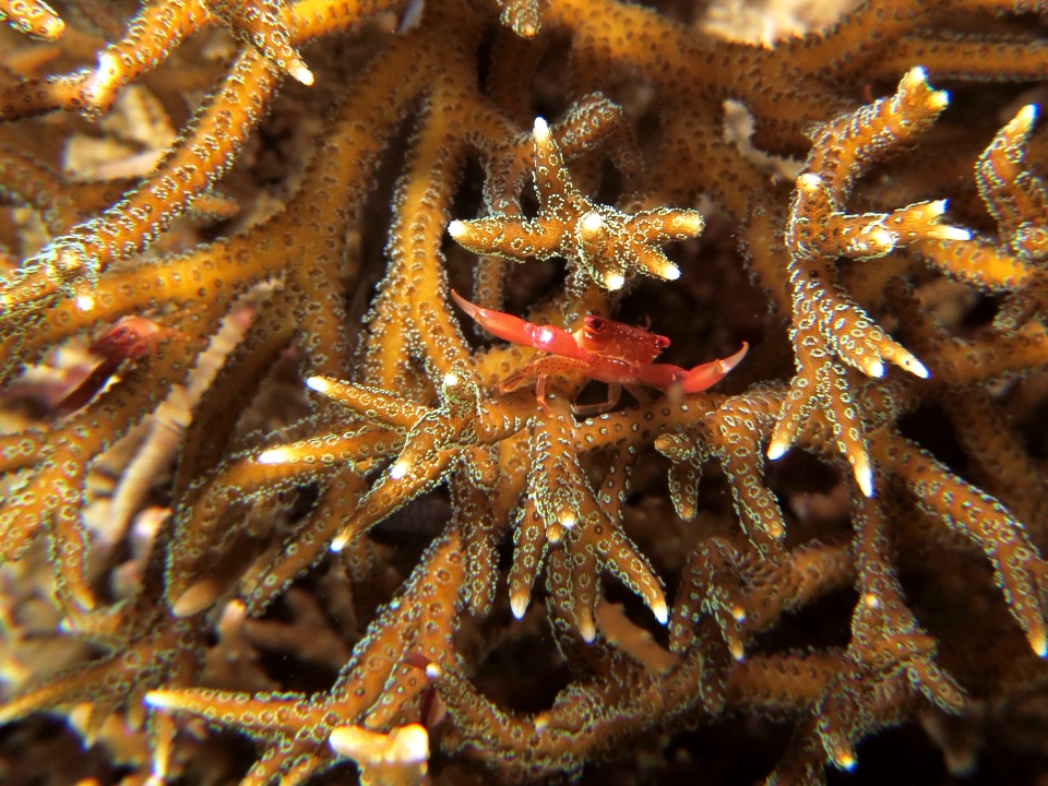Trapezia guttata