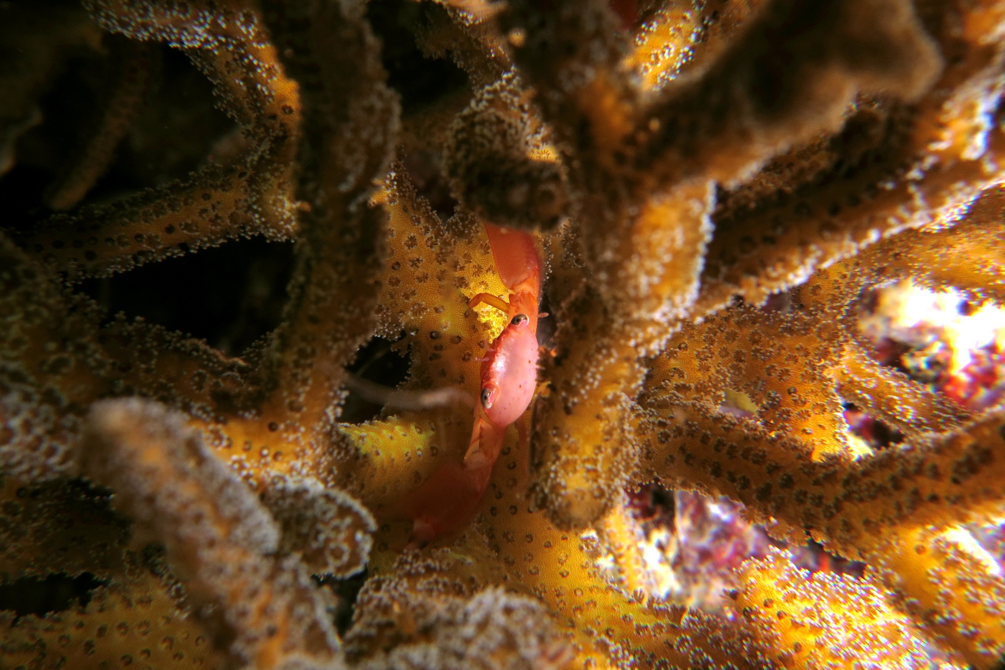 Trapezia guttata