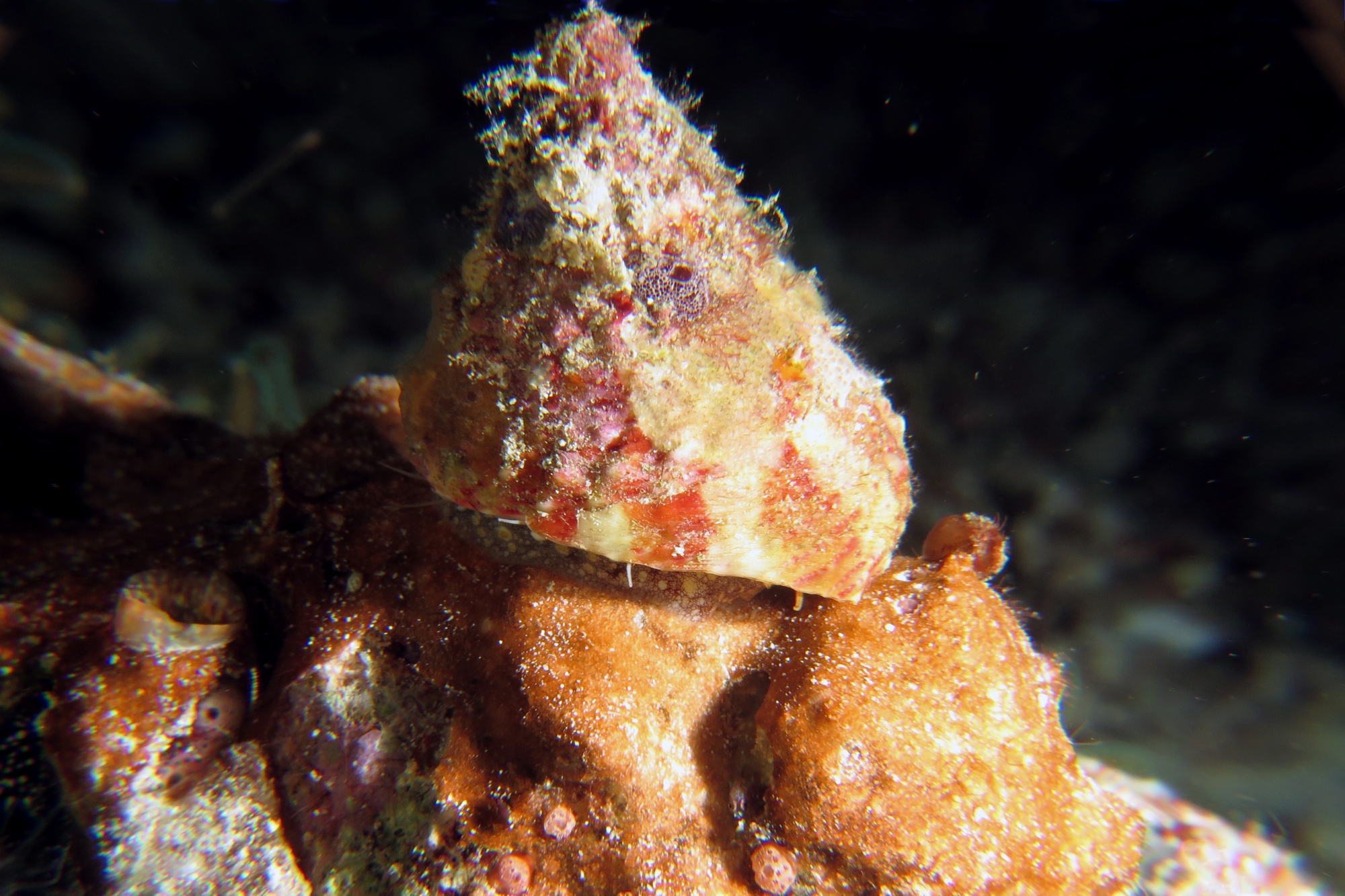 Rochia nilotica