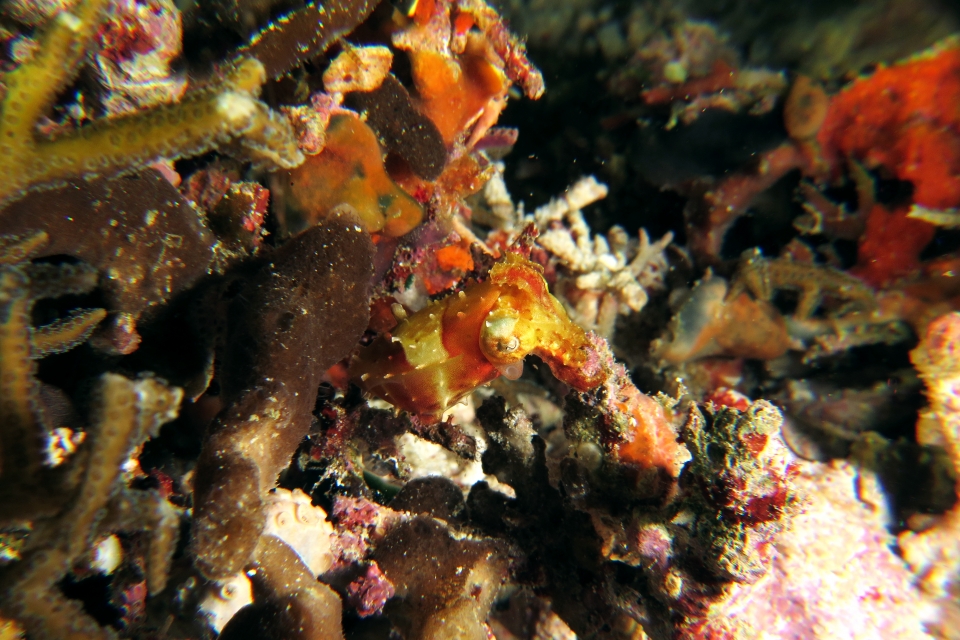 Sépia aculeata
