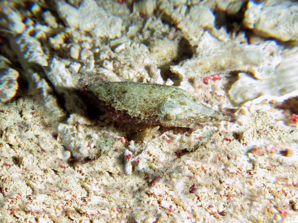 Sepia bandensis
