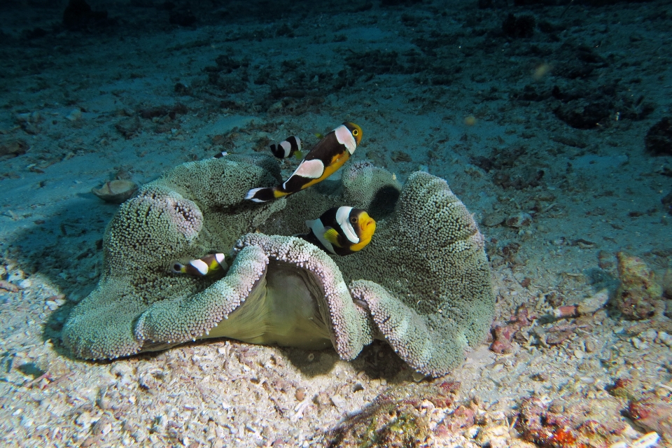 Amphiprion polymnus, Stichodactyla haddoni