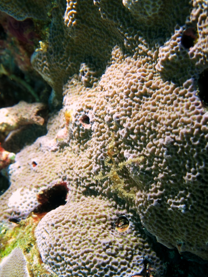 Crabe araignée évoluant sur un corail dur
