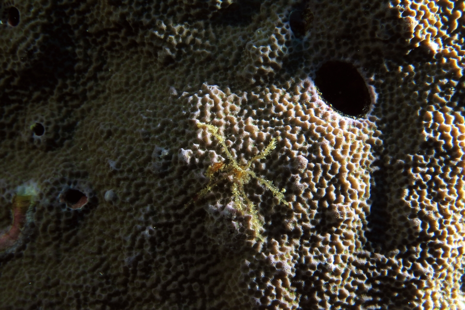 Crabe araignée, dans cette famille le déguisement est souvent de mise