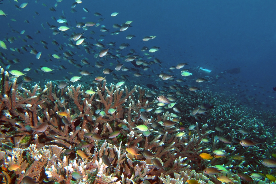 Chromis viridis, Chromis ternatensis, Pseudanthias huchtii