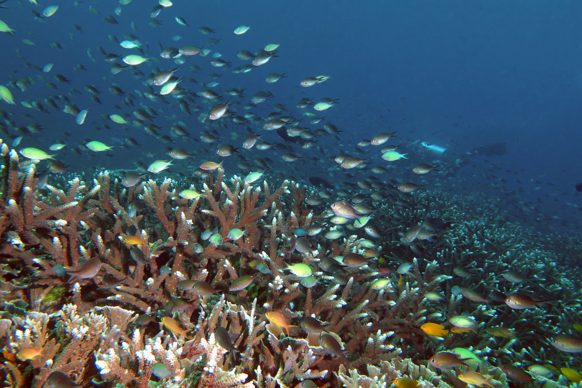 Chromis viridis, Chromis ternatensis, Pseudanthias huchtii