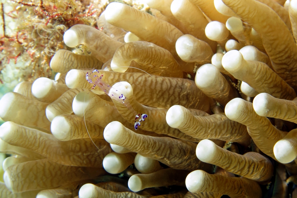 Ancylomenes sarasvati, Heliofungia actiniformis