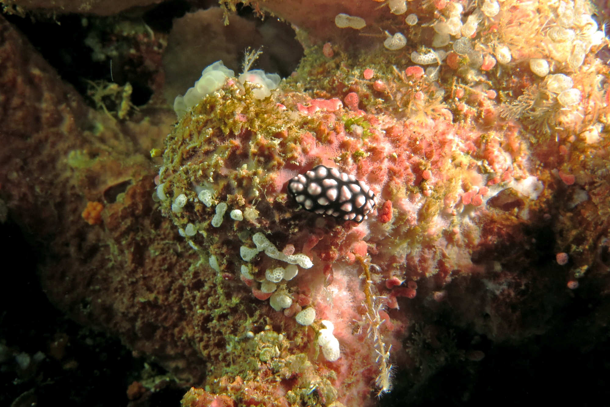 Phyllidiella pustulosa