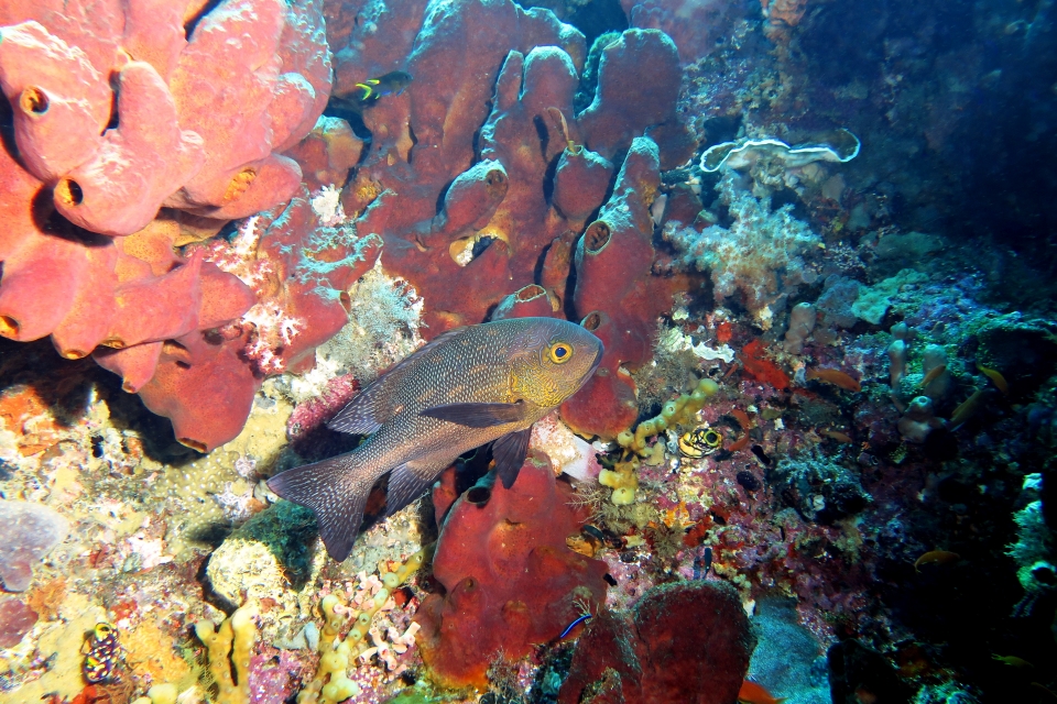 Macolor macularis
