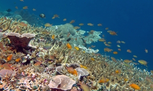 Pomacentrus moluccensis, Pseudanthias huchtii