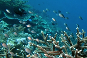 Chromis ternatensis