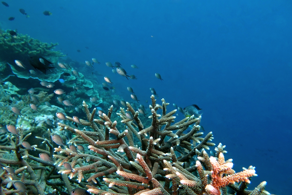 Chromis ternatensis
