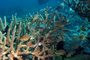 Pseudanthias huchtii, Chromis viridis, Chromis ternatensis