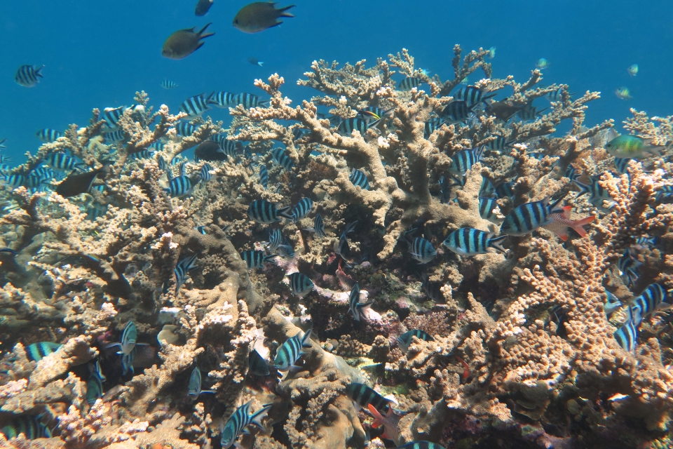 Abudefduf sexfasciatus, Amblyglyphidodon curacao