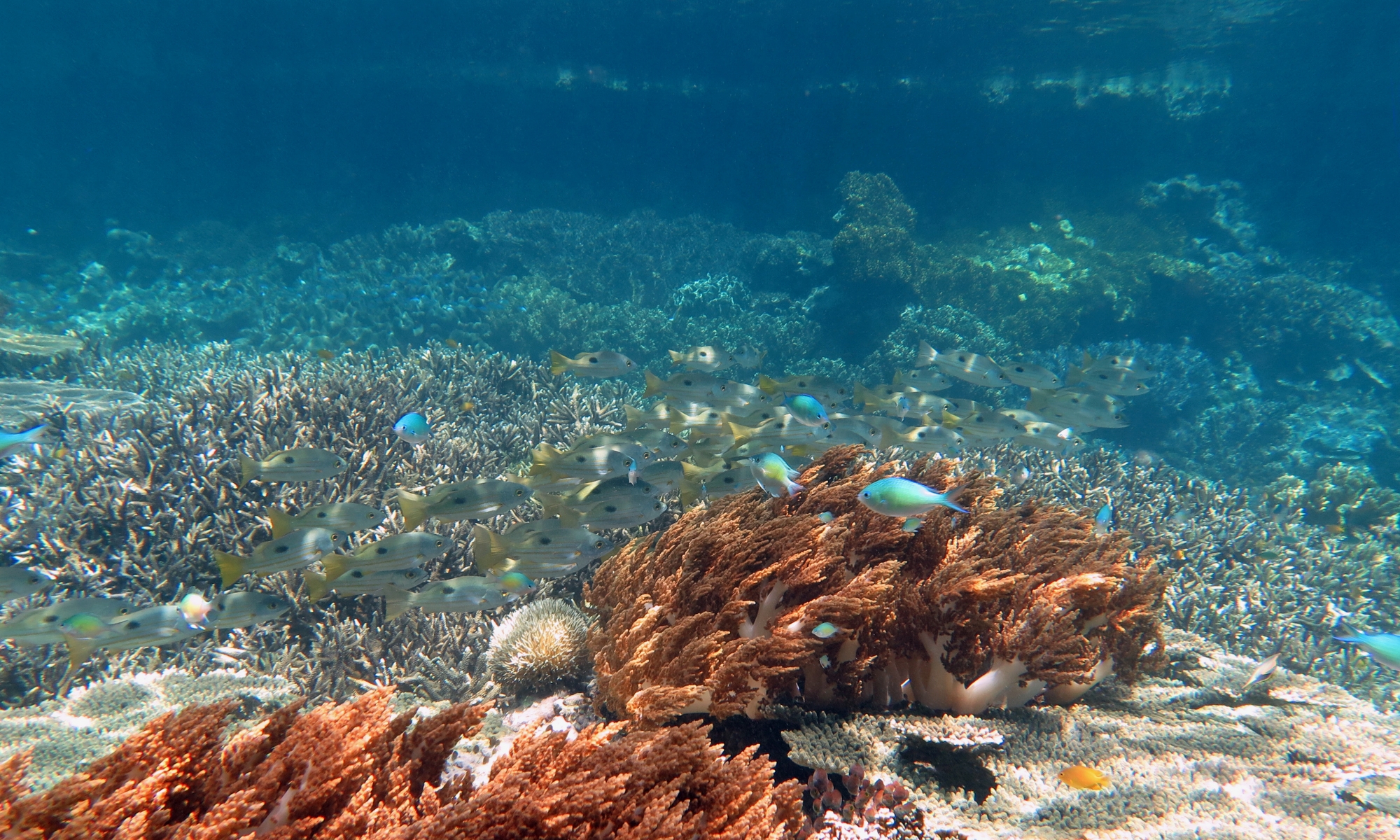 Lutjanus ehrenbergii, Chromis viridis