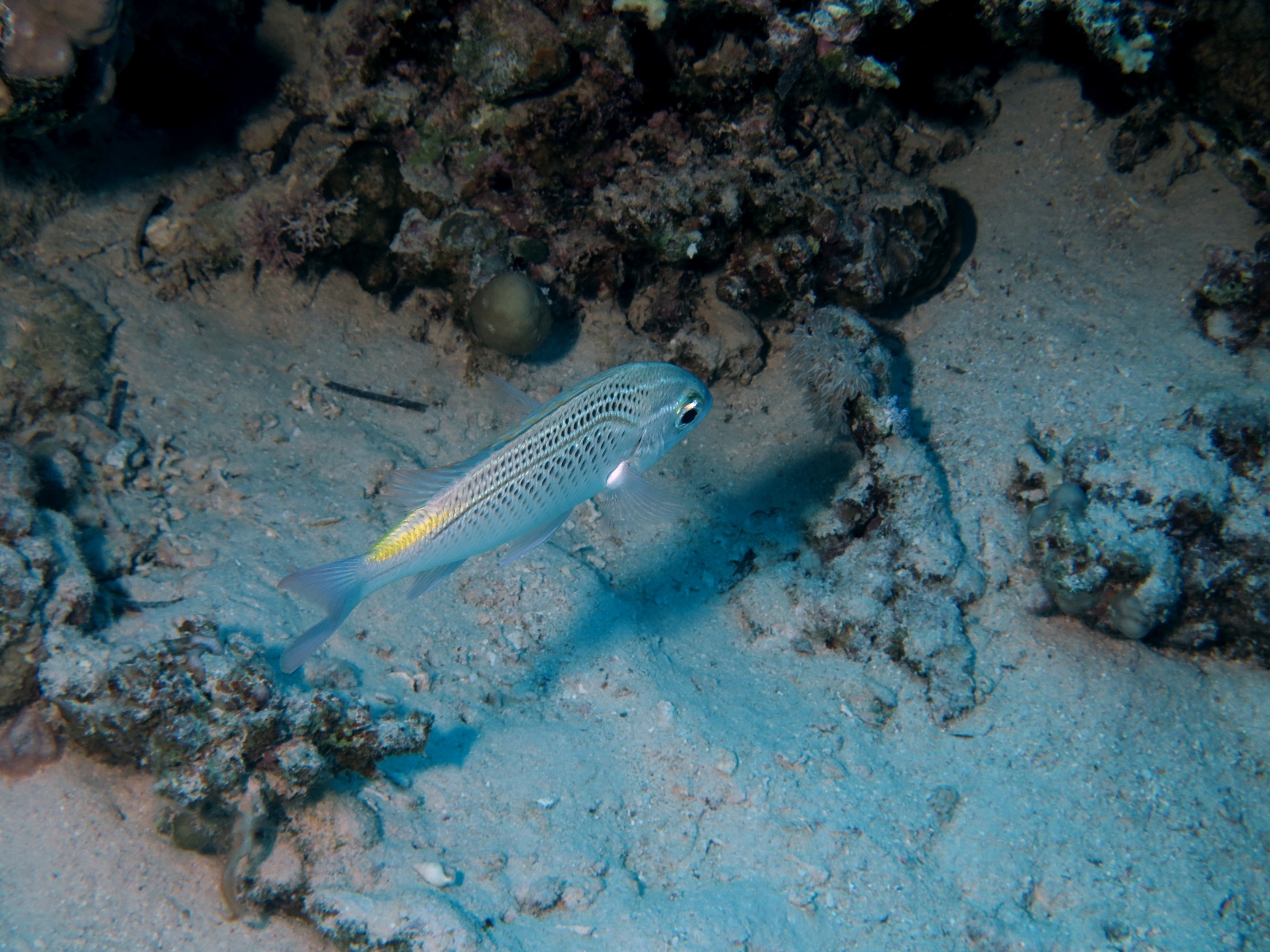 Scolopsis ghanam