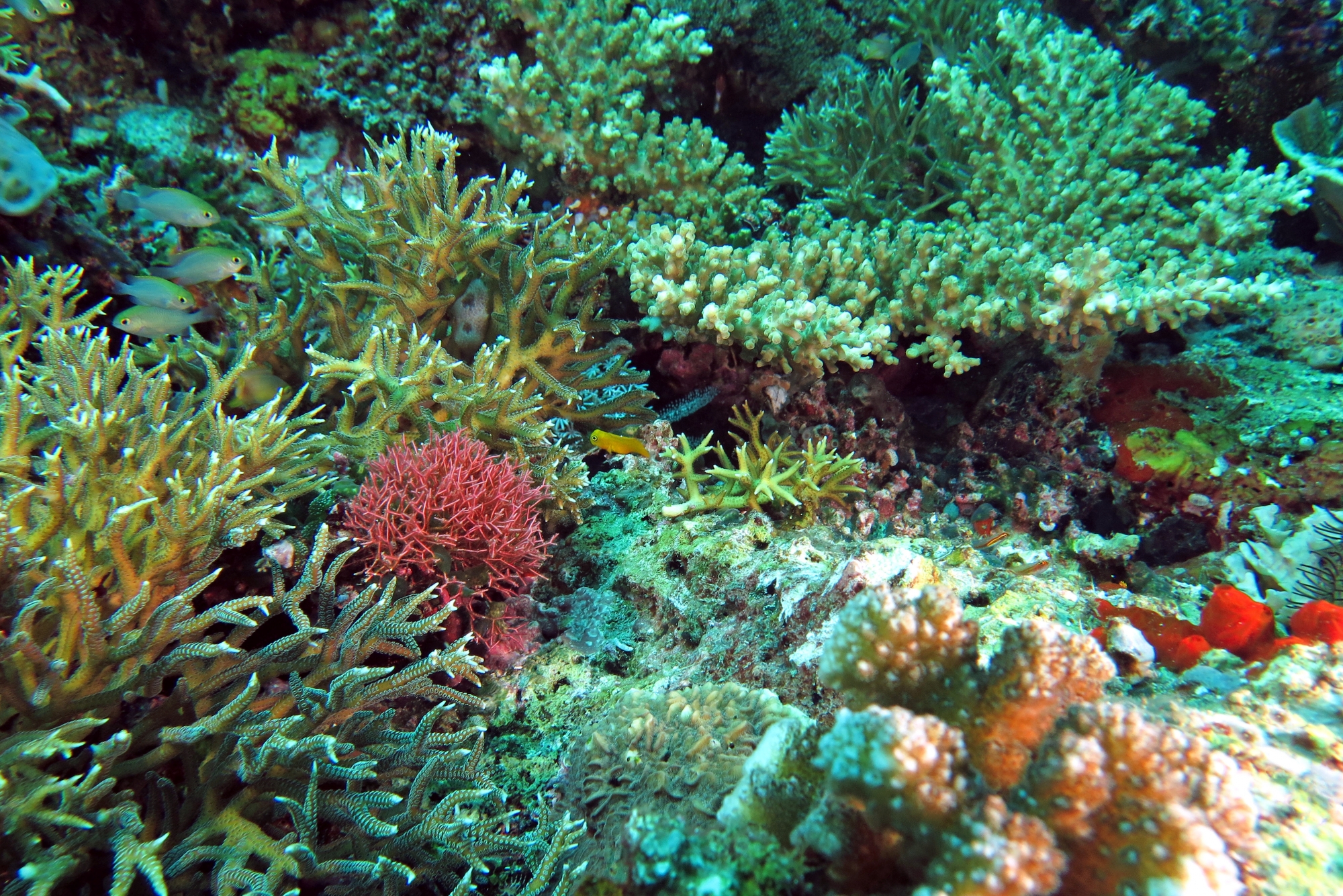 Pomacentrus smithi, Atrosalarias fuscus fuscus, Eviota nigrispina, Tricleocarpa fragilis