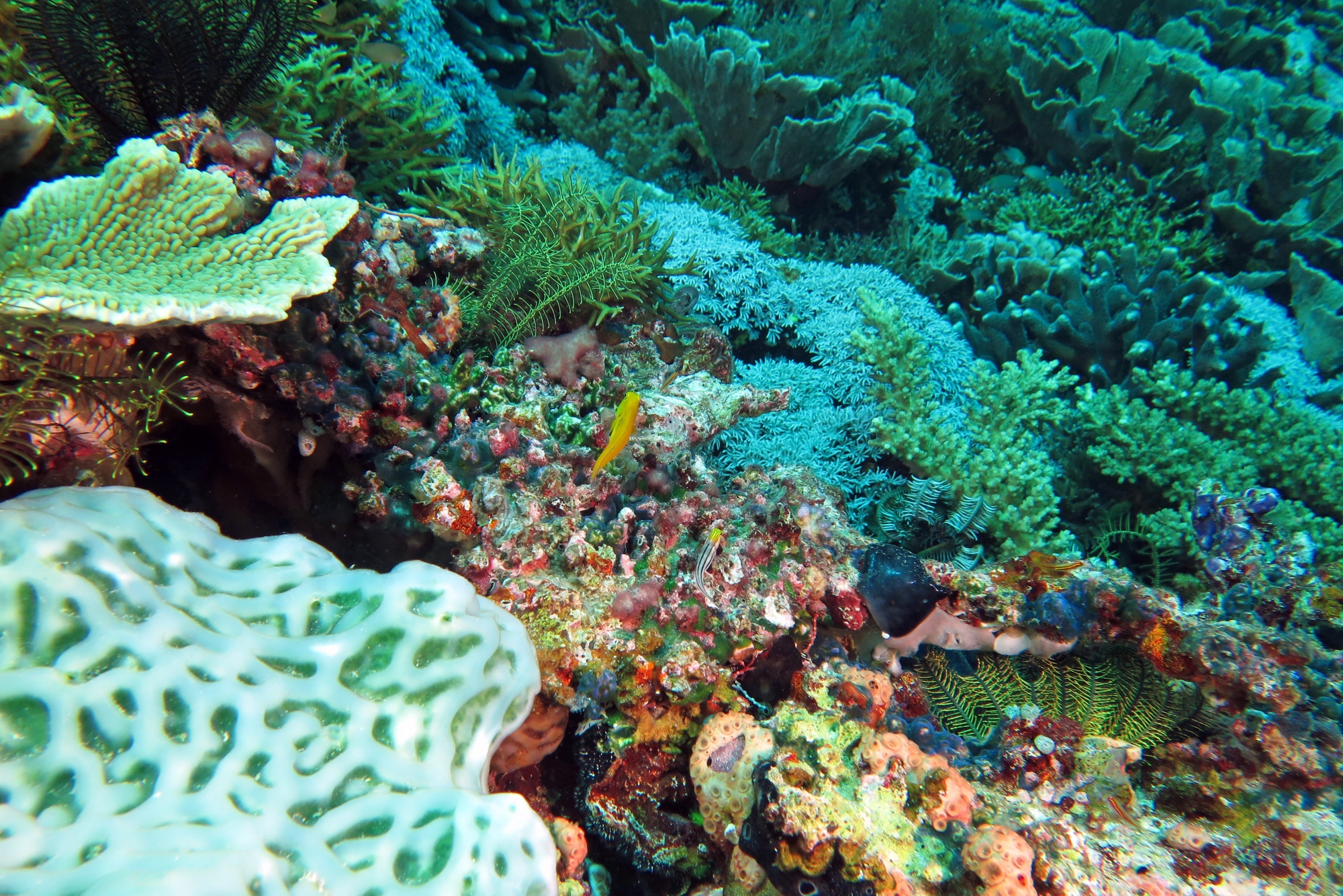 Atrosalarias fuscus fuscus, Ecsenius bathi, Lissoclinum patella