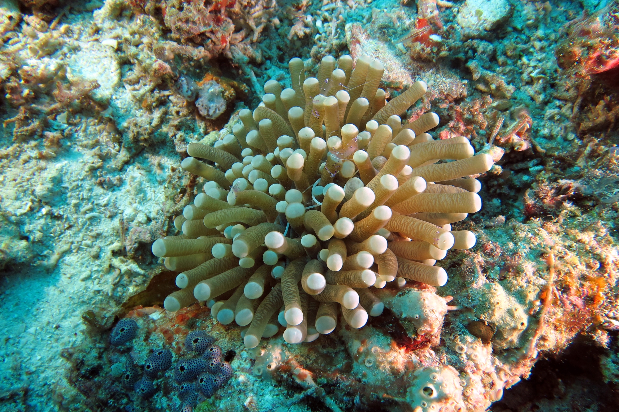 Heliofungia actiniformis, Siokunichthys nigrolineatus, Ancylomenes sarasvati