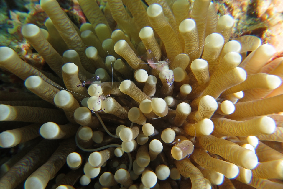 Heliofungia actiniformis, Siokunichthys nigrolineatus, Ancylomenes sarasvati